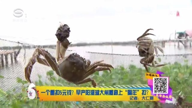 大閘蟹防偽